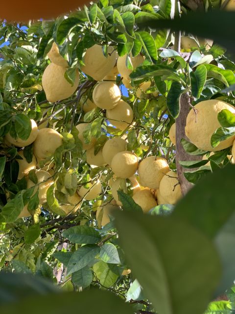 Sorrento: Lemon Garden Tour with Marmalade Tasting - Key Takeaways Before You Go