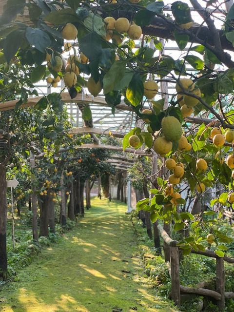 Sorrento: Lemon Garden Tour with Marmalade Tasting - A Lemon Grove in Sorrento, Not a Museum Stop