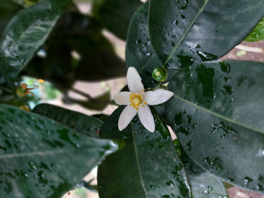 Sorrento: Lemon Garden Tour with Marmalade Tasting - Tasting in Campania Style: Marmalade, Limoncello, and More