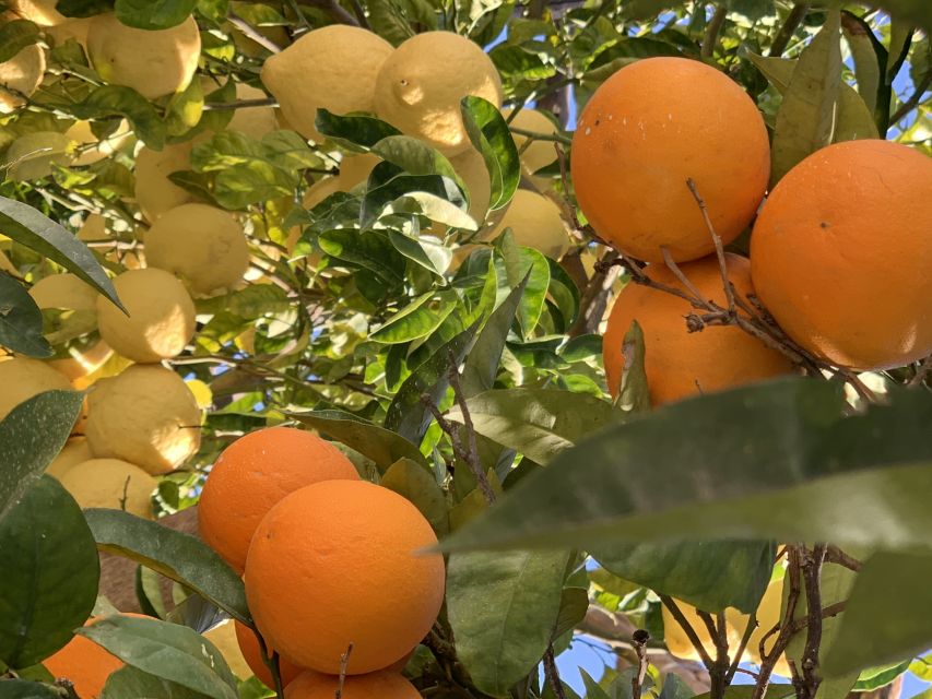 Sorrento: Lemon Garden Tour with Marmalade Tasting - What to Ask Your Guide (So You Leave With Real Takeaways)