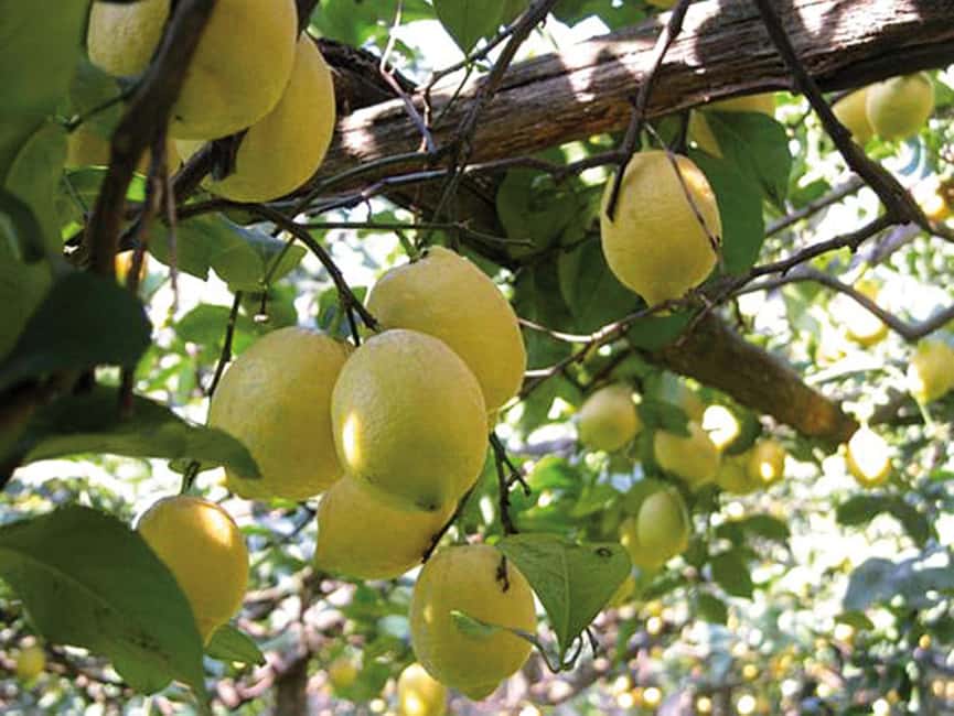 Sorrento: Night time Walking Tour & Limoncello Tasting - Sedil Dominova: The Old City Parliament Moment