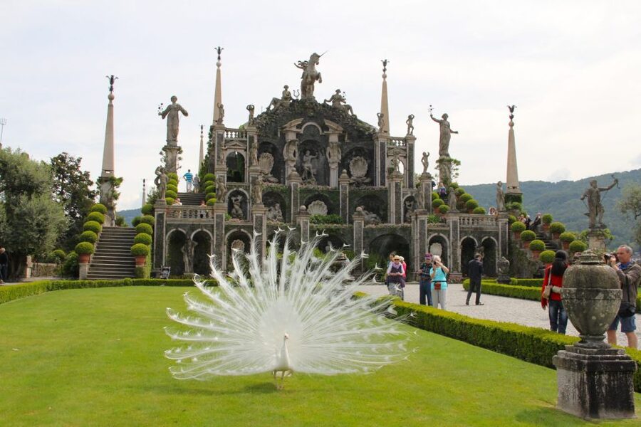 Stresa: 3 Borromean Islands Boat Tour - Isola Madre botanical garden: ancient Italian plants and white peacocks
