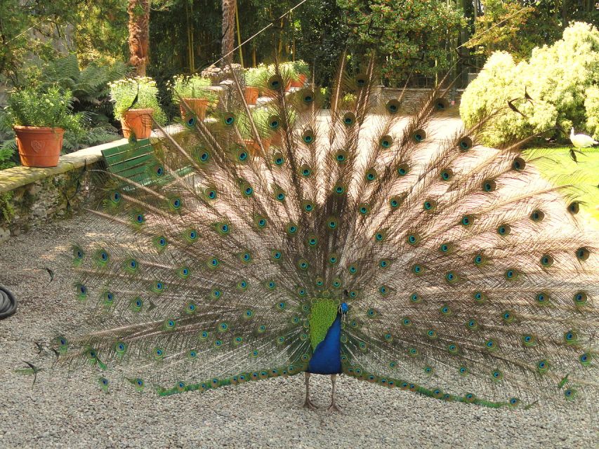 Stresa: Madre & Bella Borromean Islands Boat Trip - Who this trip suits best, and who should think twice
