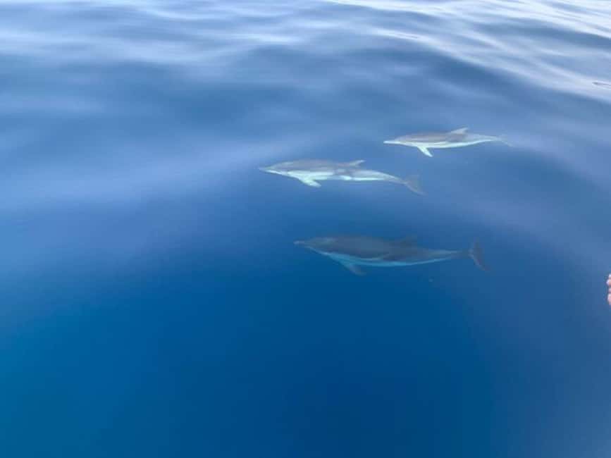 Sunset tour in search of dolphins with aperitif - The swim stop, snorkelling option, and what to bring so it feels easy