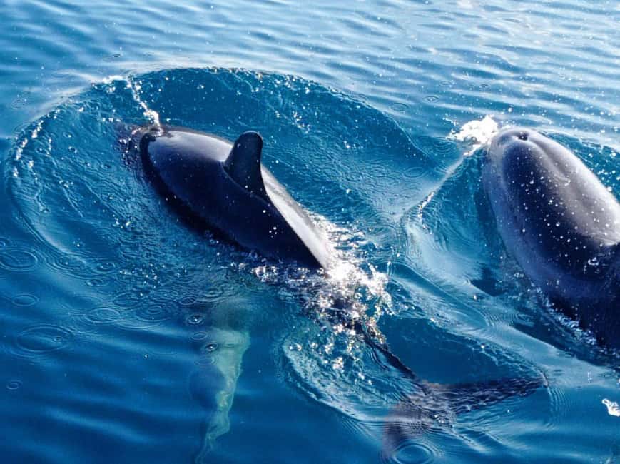 Sunset tour in search of dolphins with aperitif - Dolphin watching at sunset: the joy, the limits, and how the crew works