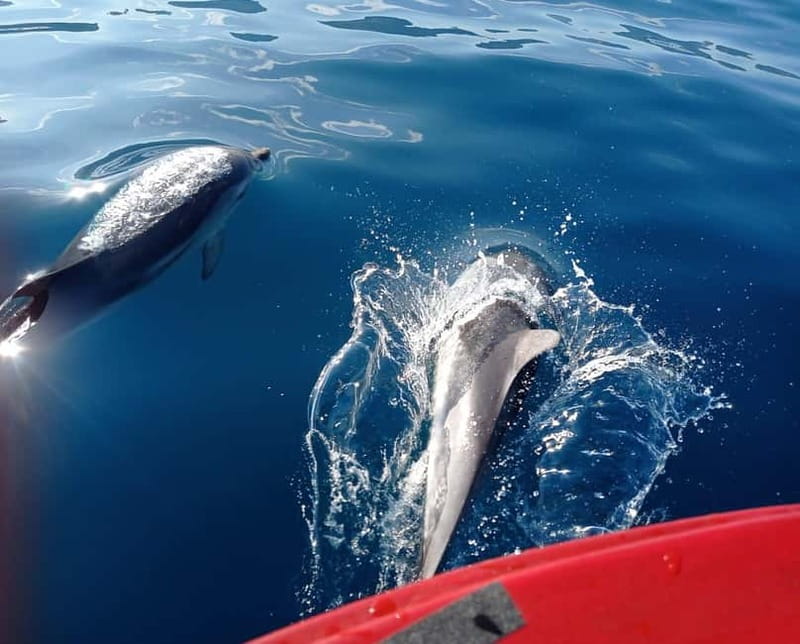 Sunset tour in search of dolphins with aperitif - Who should go, and what to pack for Giardini Naxos sun and sea