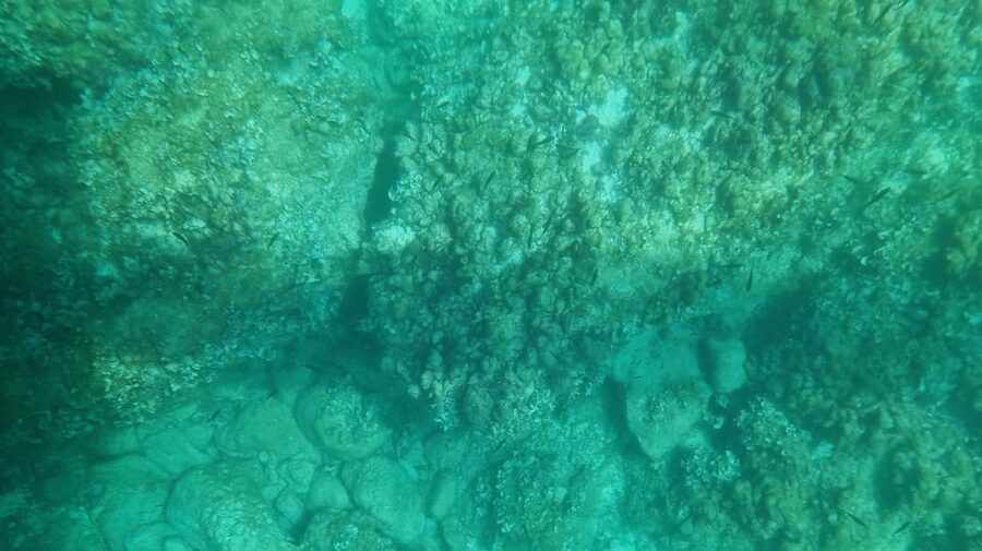 Syracuse: Coast and Sea Caves Full Transparent Boat Tour - The 50-Minute Route: Caves, Marine Life, and Sea Grasses
