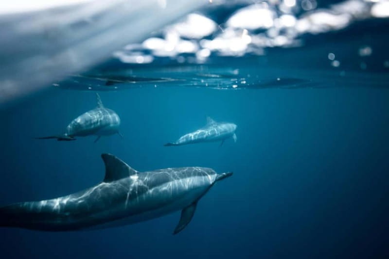 Taormina: Sunset Boat Tour with Dolphin Watching & Aperitif - Key highlights worth showing up for