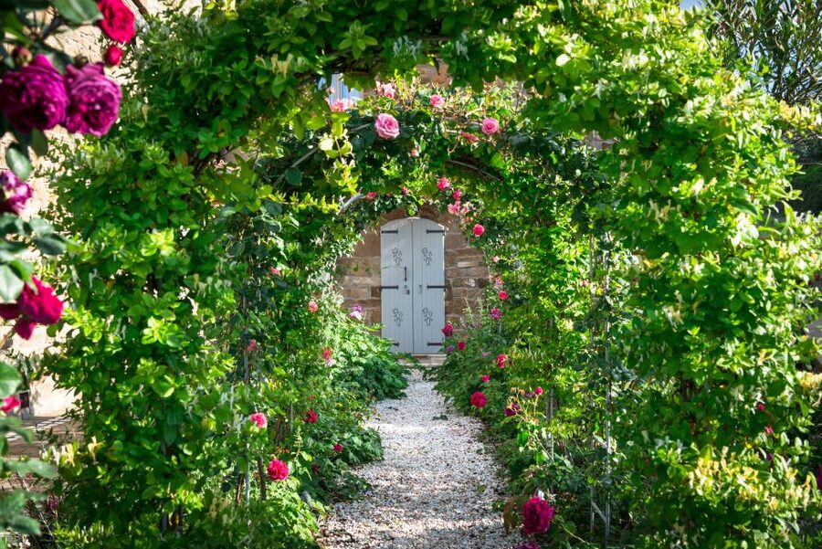 Total Immersion Wine Tour in Chianti - Vineyard time: organic farming you can connect to the glass