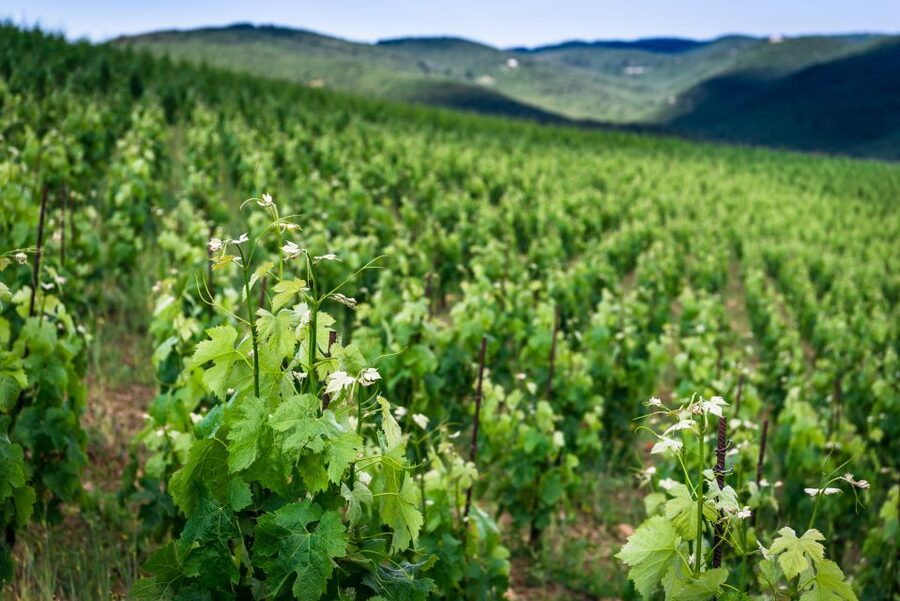 Total Immersion Wine Tour in Chianti - Price and value: what $47 buys you in this part of Tuscany