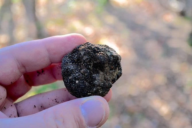 Truffle Hunting Experience with Lunch in San Miniato - The real plan: how the 11:00 farm start shapes your day