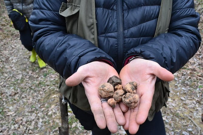 Truffle Hunting Experience with Lunch in San Miniato - Should you book this truffle hunt near San Miniato?