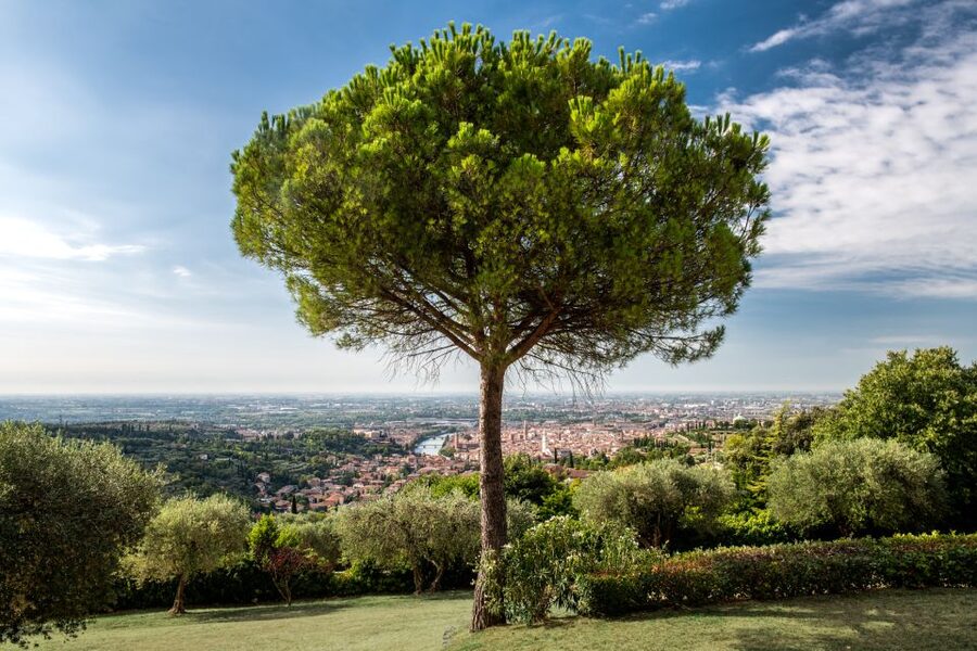 Verona: Wine Tasting with Snacks and Panoramic Views - Cold cuts and cheeses pairing, why it feels better here